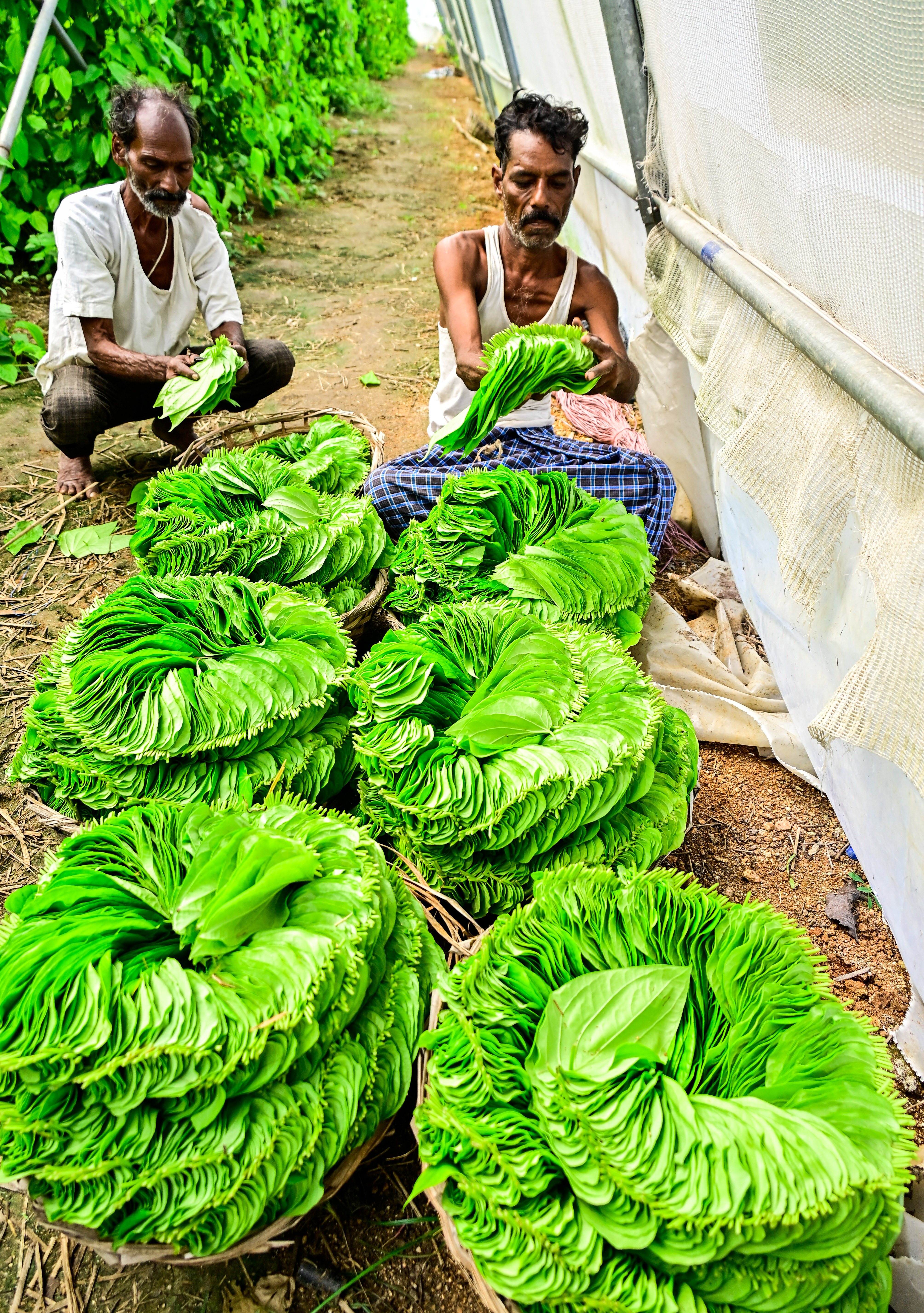ಯುವ ಕೃಷಿಕ ವಿಶ್ವಶಂಕರ ಶಿವರಾಯ ಅವರ ಪಾಲಿಹೌಸ್‌ನಲ್ಲಿನ ವೀಳ್ಯದೆಲೆಗಳ ಜೋಡಣೆಯಲ್ಲಿ ನಿರತವಾಗಿರುವ ಕೂಲಿ ಕಾರ್ಮಿಕರು