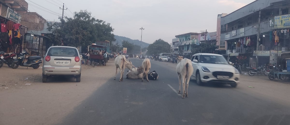 ಜಾಲಹಳ್ಳಿ: ರಾಜ್ಯ ಹೆದ್ದಾರಿ ಮೇಲೆ ಬಿಡಾಡಿ ದನಗಳ ಹಾವಳಿ