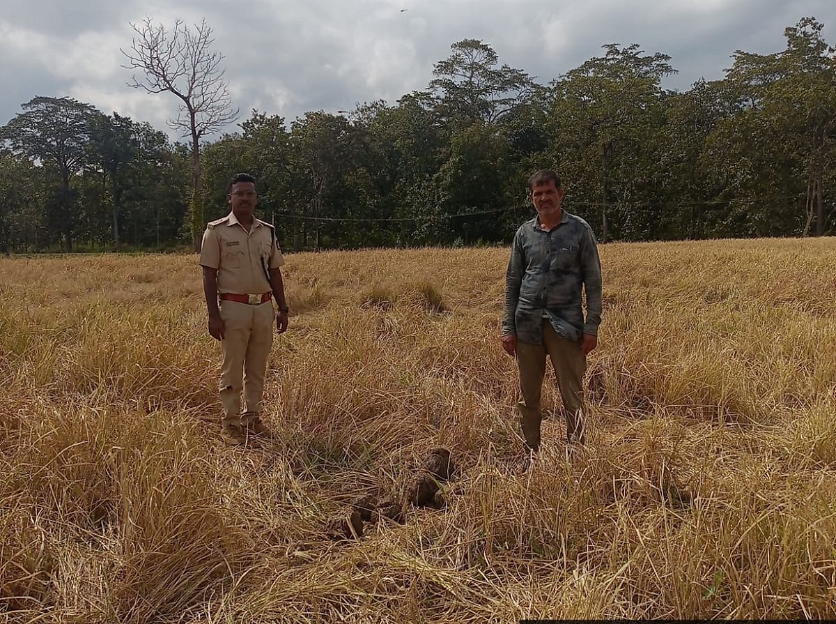 ಮುಂಡಗೋಡ | ಕಾಡಾನೆಗಳ ದಾಳಿ: ಭತ್ತದ ಬೆಳೆ ನಾಶ