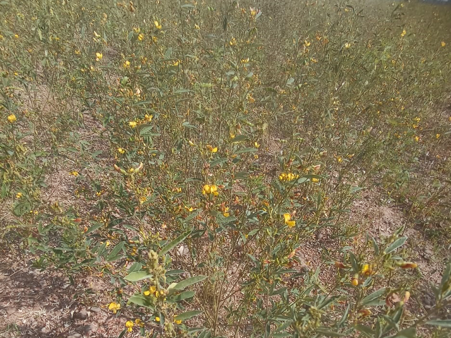 ಹುಣಸಗಿ ತಾಲ್ಲೂಕಿನ ಮಾರಲಬಾವಿ ಗ್ರಾಮದಲ್ಲಿ ತೊಗರಿ ಹೂಗಳು ಉದುರಿದ ತೊಗರಿ