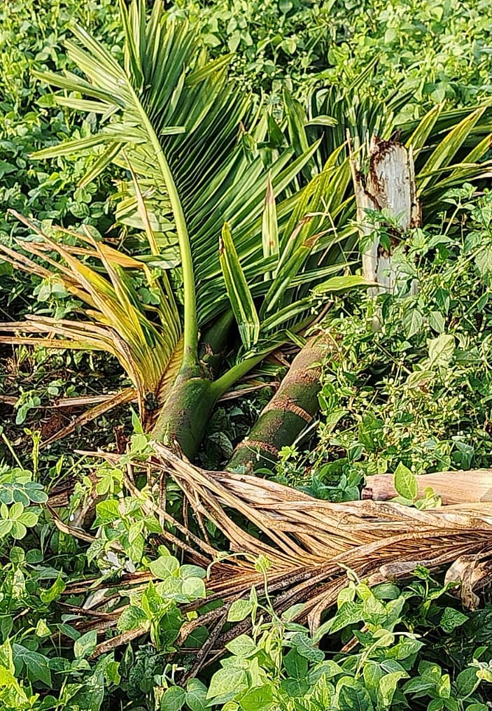 ತರೀಕೆರೆ | ಆನೆ ದಾಳಿ: ಅಡಿಕೆ ತೋಟ ಹಾನಿ