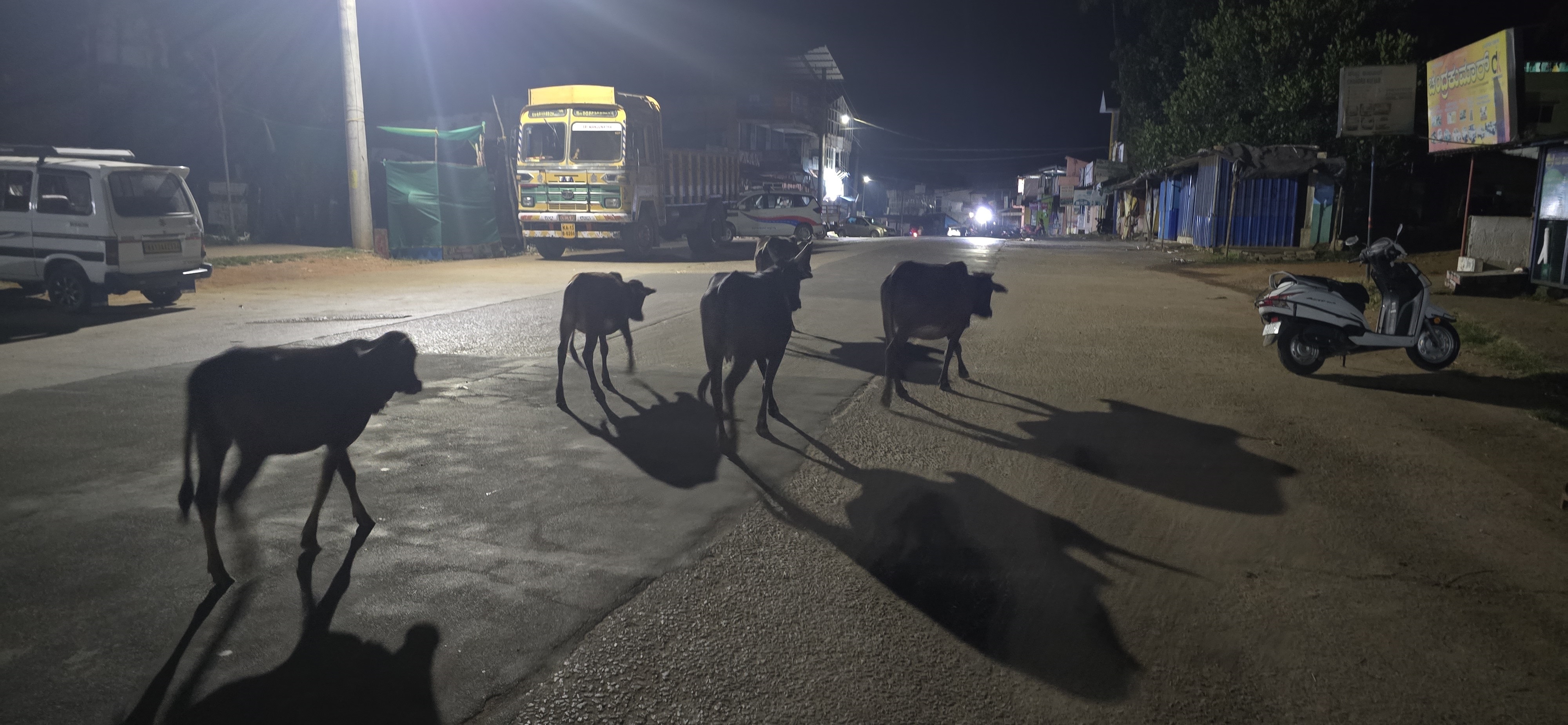 ನರಸಿಂಹರಾಜಪುರ ಪಟ್ಟಣದ ವ್ಯಾಪ್ತಿಯಲ್ಲಿ ರಾತ್ರಿ ವೇಳೆ ಬೀಡು ಬಿಟ್ಟಿರುವ ದನಗಳು