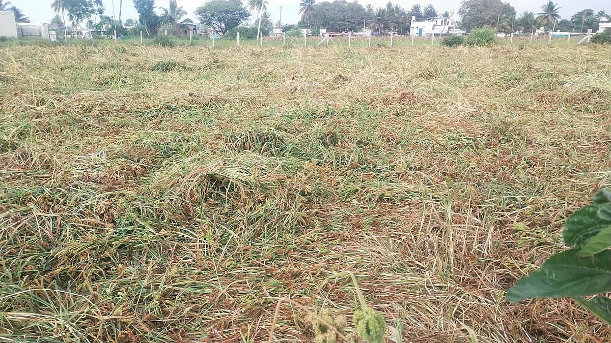ಫಸಲಿಗೆ ಬಂದ ಬೆಳೆ ಮೇಲೆ ‘ಕಾರ್ಮೋಡ’: ಸಂಕಷ್ಟಕ್ಕೆ ಸಿಲುಕಿದ ರಾಗಿ ಬೆಳೆಗಾರರು
