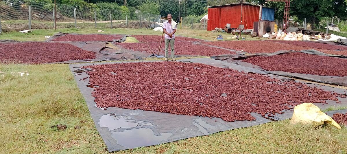ಹಳೇಬೀಡು: ಅಡಿಕೆ ಒಣಗಿಸಲಾಗದೆ ಸಂಕಷ್ಟ