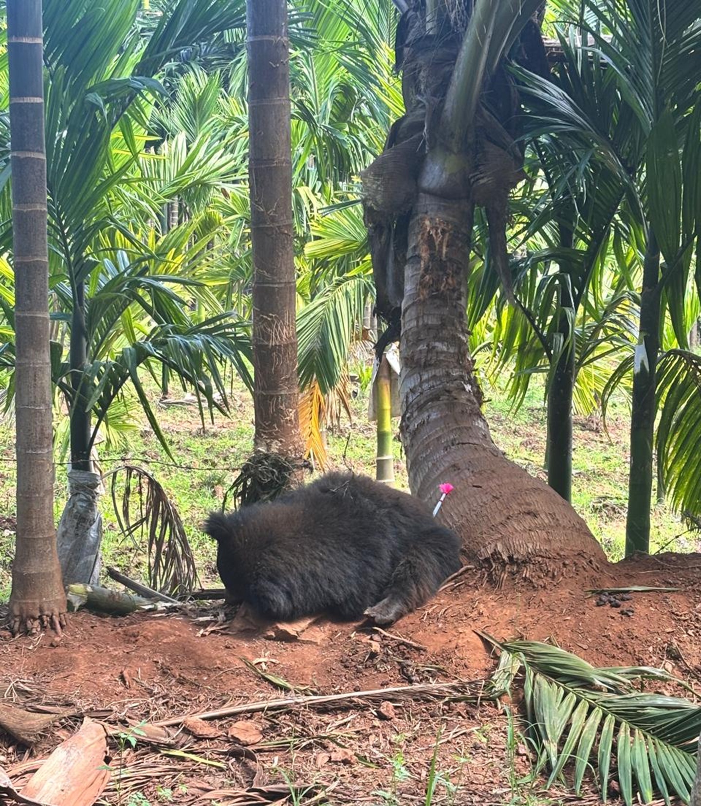 ಮಾವಿನಕಟ್ಟೆ ಬಳಿ ಅಡಿಕೆ ತೋಟದಲ್ಲಿ ಉರುಳಿಗೆ ಸಿಲುಕಿದ್ದ ಕರಡಿ