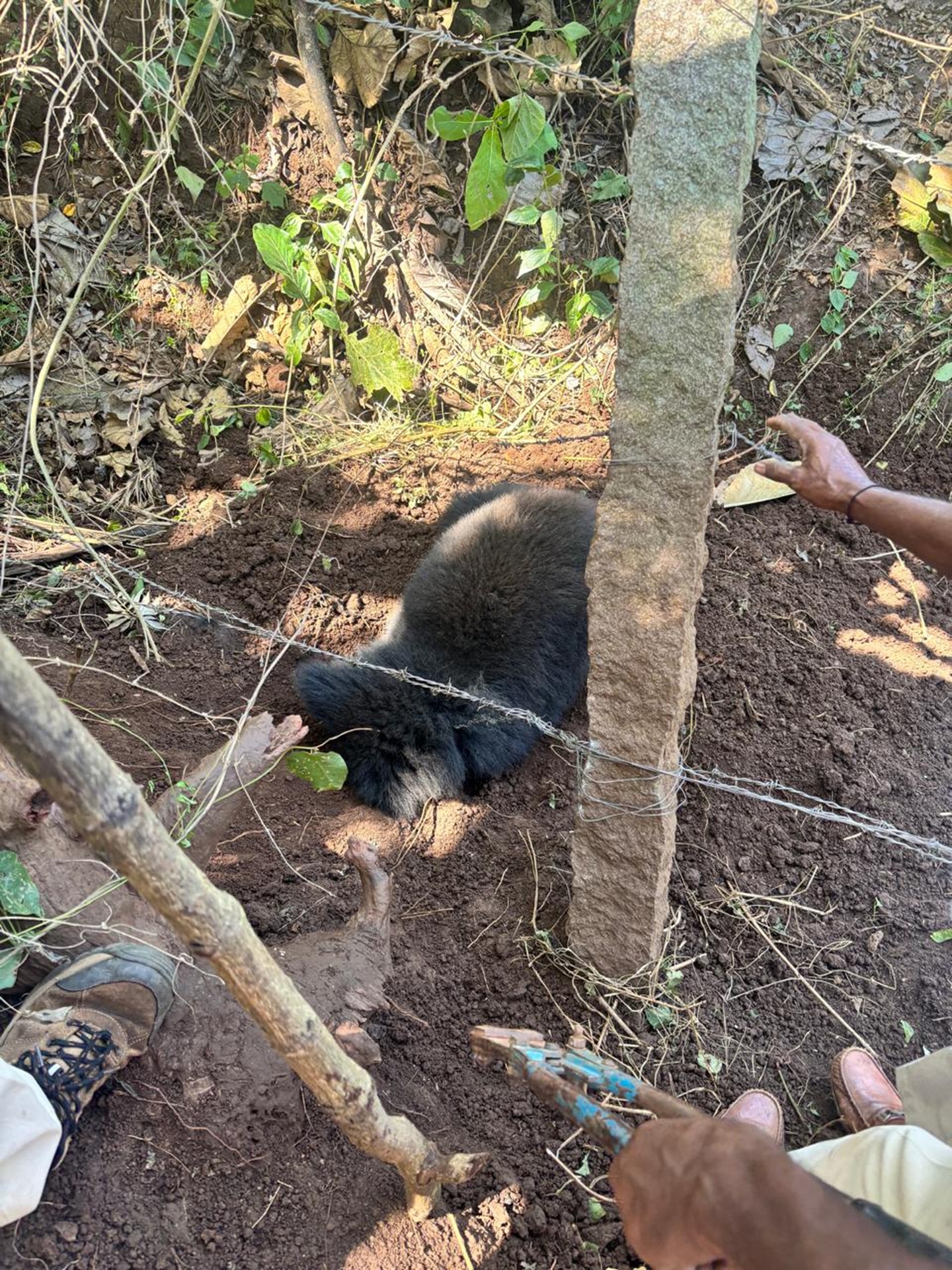ಮಾವಿನಕಟ್ಟೆ ವಲಯದಲ್ಲಿ ಉರುಳಿಗೆ ಸಿಲುಕಿದ್ದ ಕರಡಿ ಮರಿ 