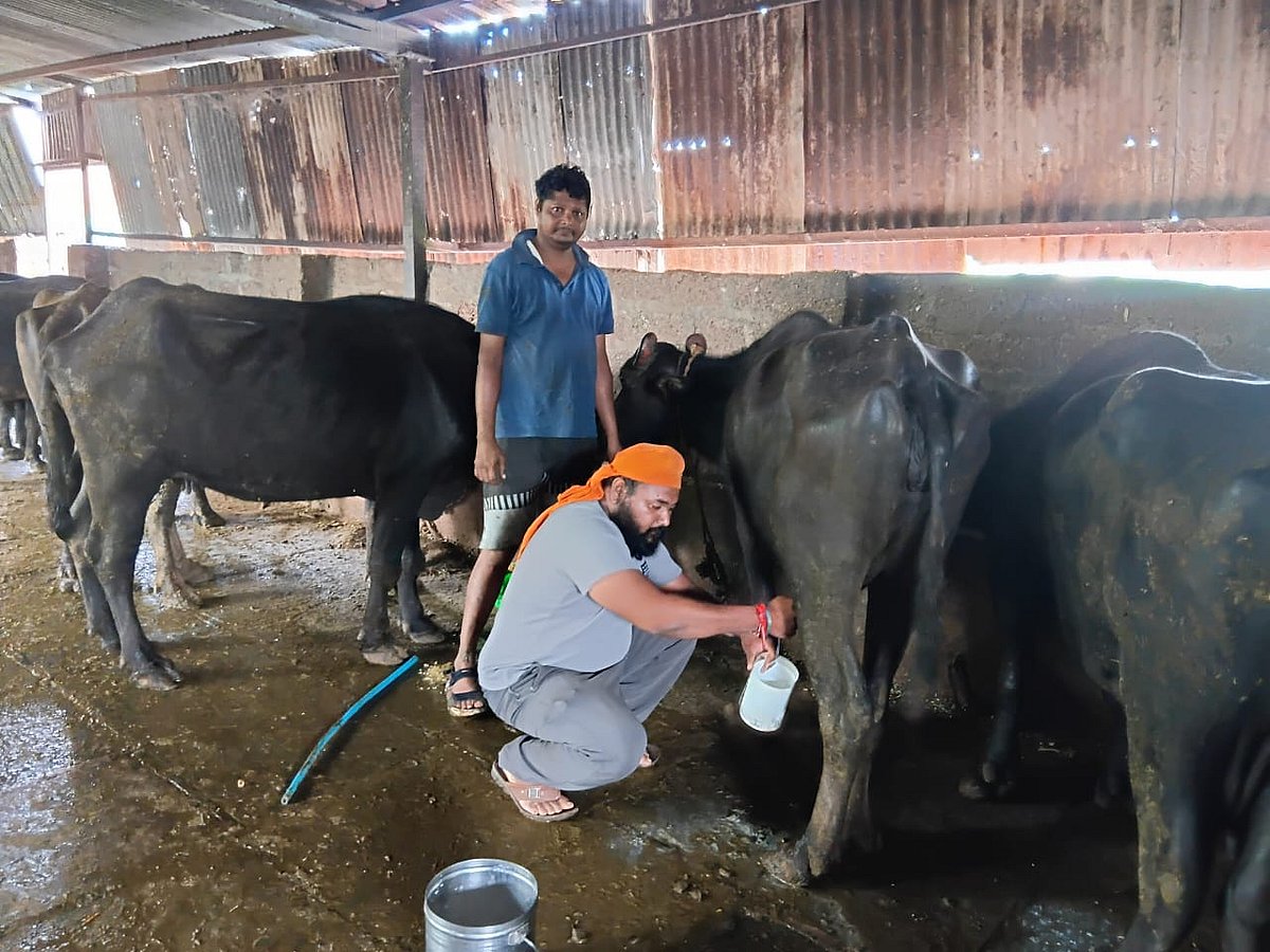 ಬೀದರ್‌: ಪ್ರತಿದಿನ 43 ಸಾವಿರ ಲೀಟರ್‌ ಹಾಲು ಉತ್ಪಾದನೆ