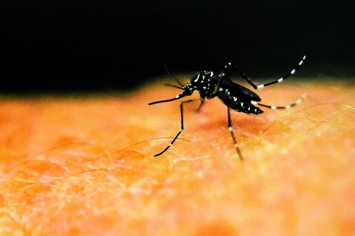 ಡೆಂಗಿ ಪ್ರಕರಣ: ರಾಜ್ಯದಲ್ಲಿ ಶೇ 81ರಷ್ಟು ಇಳಿಕೆ