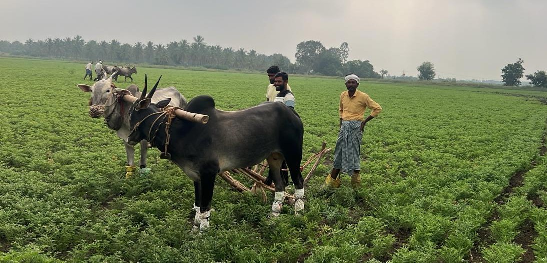 ಹಿರಿಯೂರು ತಾಲ್ಲೂಕಿನ ಬಬ್ಬೂರು ಸಮೀಪದ ಹೊಲವೊಂದರಲ್ಲಿ ರೈತರು ಎಡೆಕುಂಟೆ ಹೊಡೆಯುತ್ತಿರುವುದು