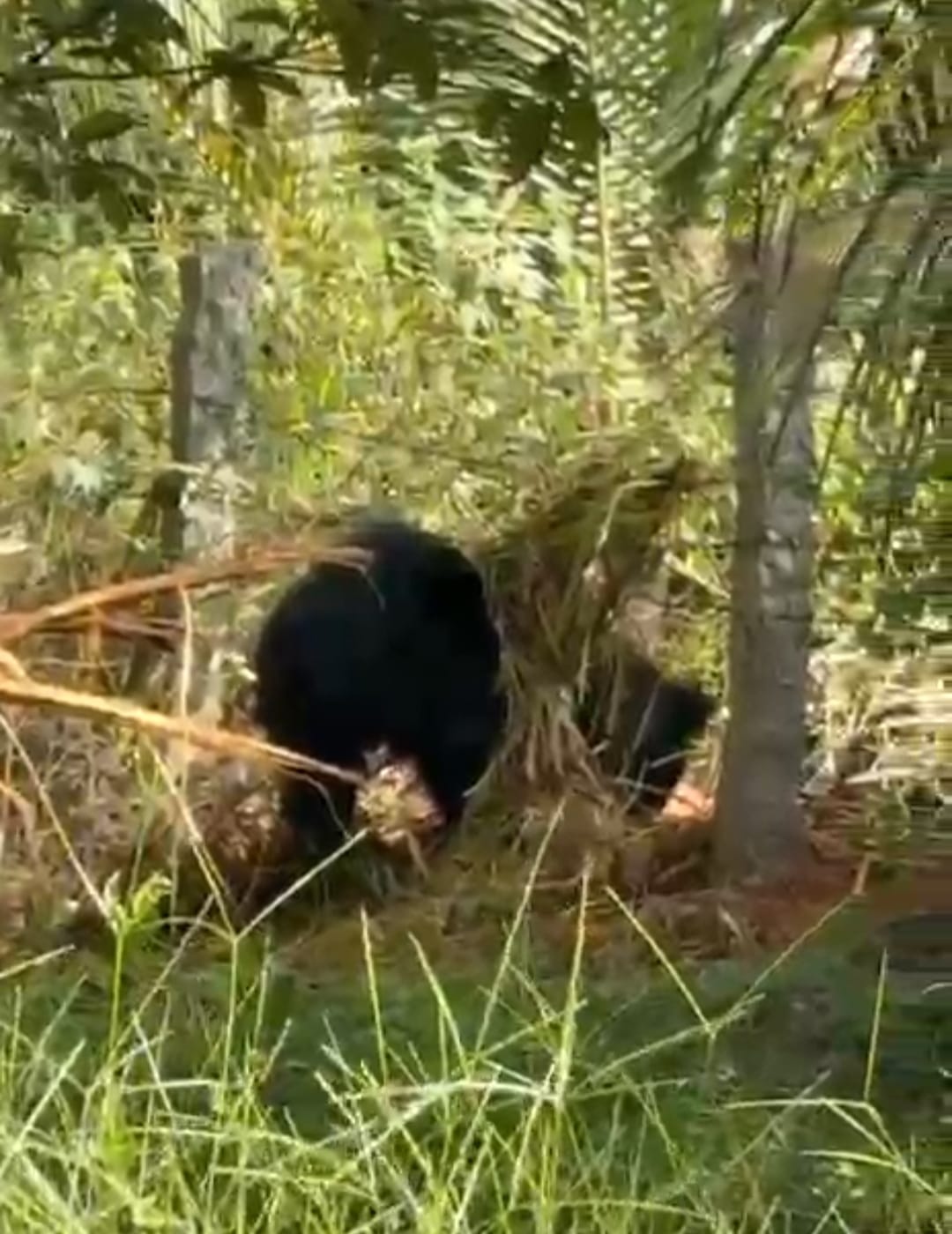 ಮುಳ್ಳು ತಂತಿಗೆ ಸಿಲುಕಿಕೊಂಡಿದ್ದ ಕರಡಿ