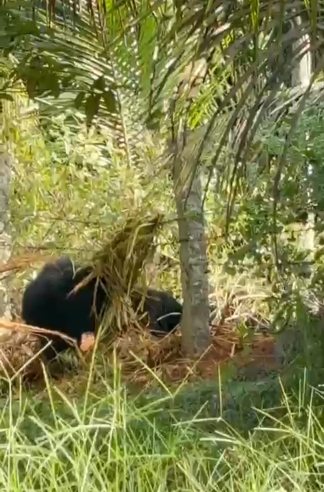 ಚಿತ್ರ: ಮುಳ್ಳು ತಂತಿಗೆ ಸಿಕ್ಕಿಕೊಂಡಿದ್ದ ಕರಡಿ