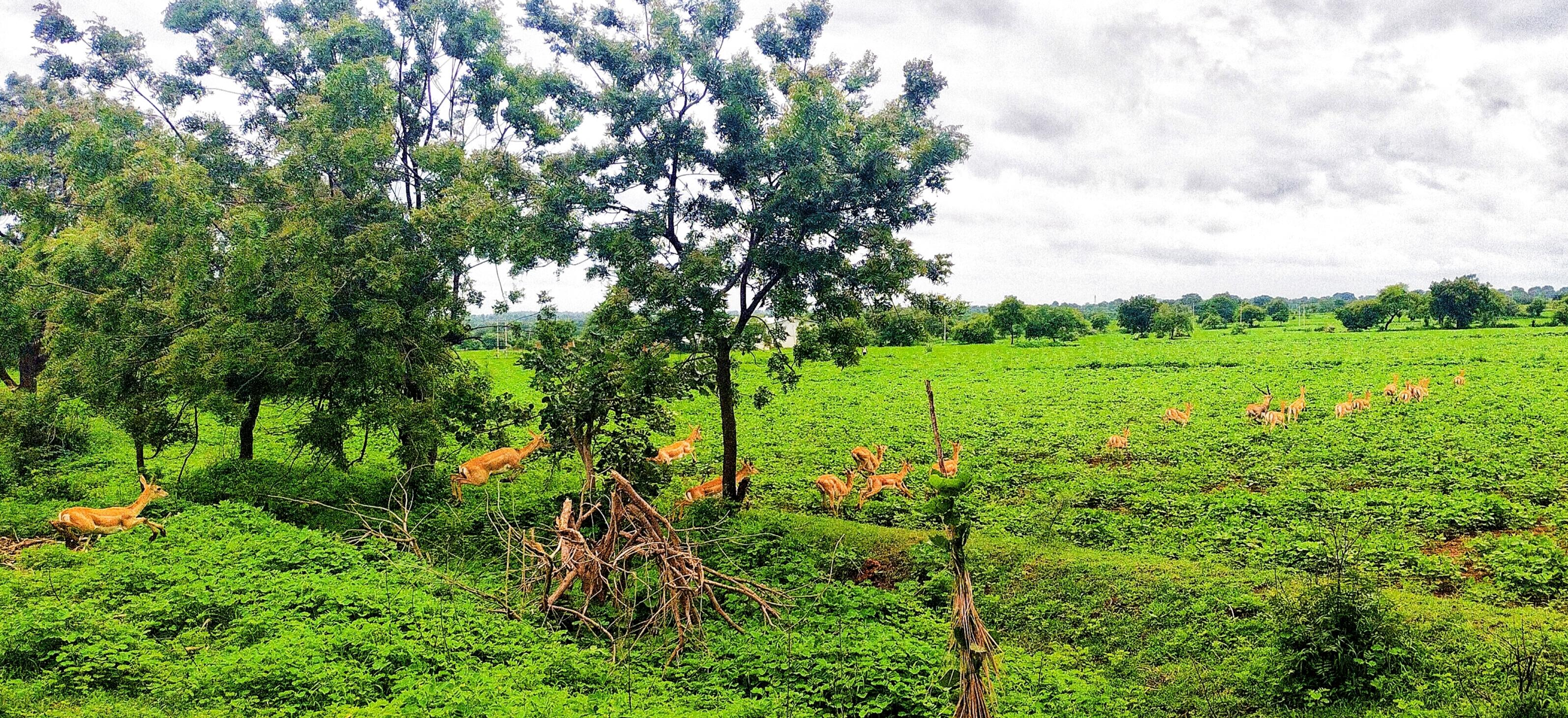 ಹುಲಸೂರ ತಾಲ್ಲೂಕಿನ ಜಮೀನೊಂದರಲ್ಲಿ ಜಿಂಕೆಗಳ ಹಿಂಡು ಬೆಳೆ ಹಾನಿ ಮಾಡುತ್ತಿರುವುದು