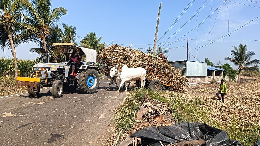 ಕಾರ್ಖಾನೆಗಳಿಗೆ ಕಬ್ಬು ಸಾಗಾಟ: ಹೆಚ್ಚಿನ ಭಾರಕ್ಕೆ ನಲುಗುತ್ತಿರುವ ಎತ್ತುಗಳು
