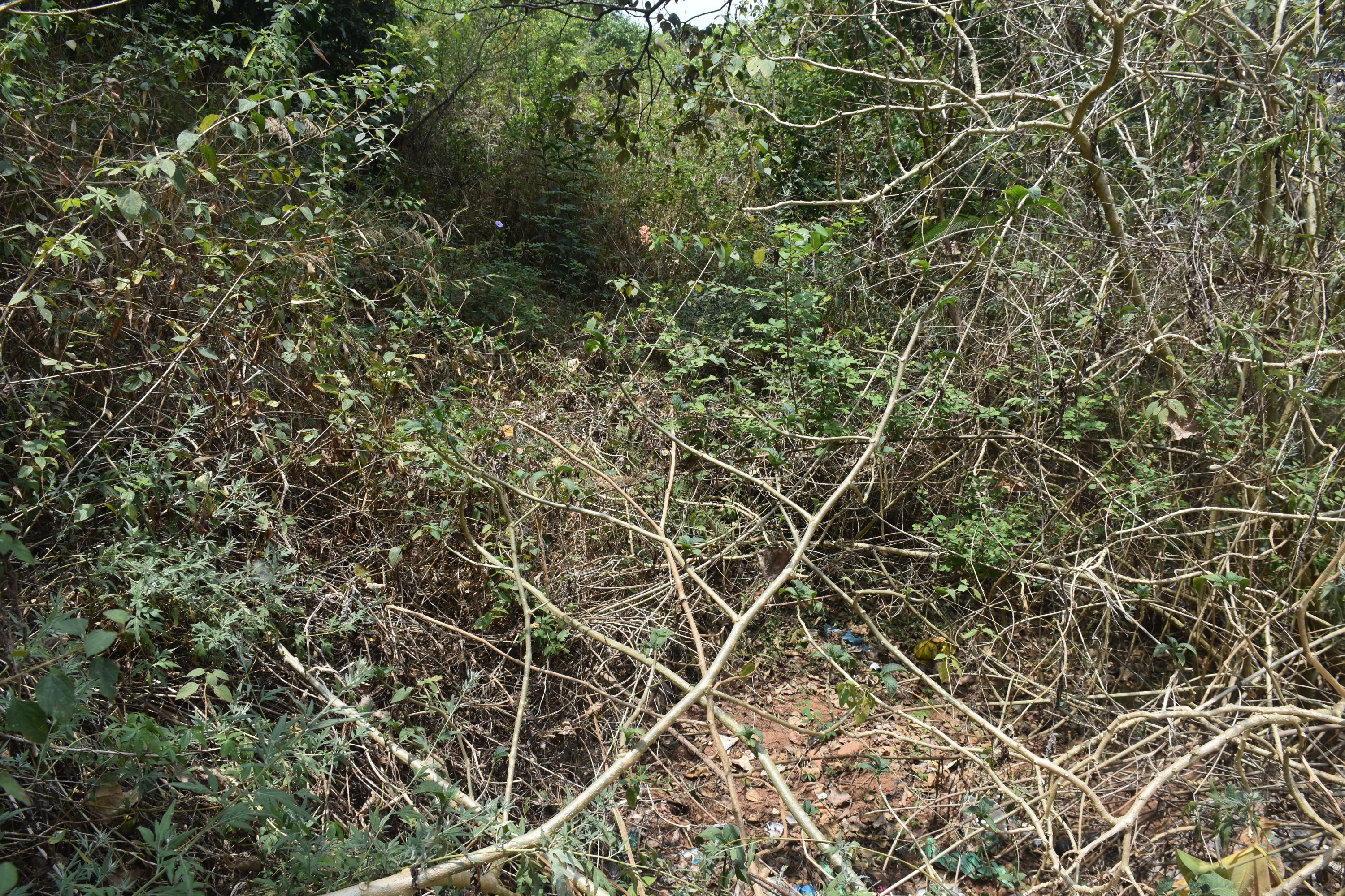 ಮಡಿಕೇರಿಯಲ್ಲಿರುವ ಬ್ರಿಟಿಷರ ಗೋರಿಗಳಿರುವ ಪ್ರದೇಶ ಈಗ ಕಾಡು ಬೆಳೆದುಕೊಂಡಿದ್ದು ಪ್ರವೇಶಿಸಲು ಅಸಾಧ್ಯ ಎನಿಸಿದೆ