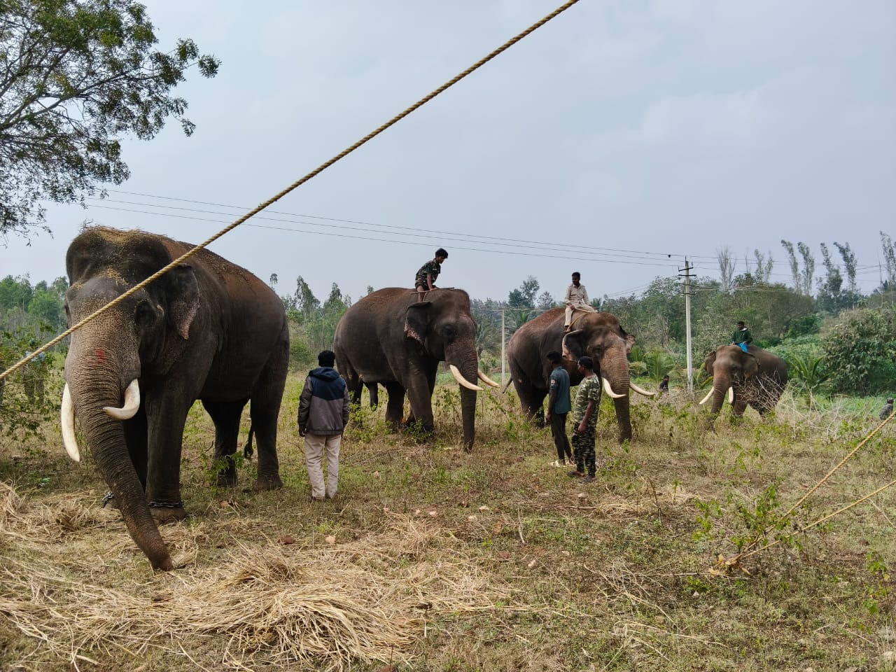 ಹುಣಸೂರು ತಾಲ್ಲೂಕಿನ ಗುರುಪುರ ಪಂಚಾಯಿತಿ ವ್ಯಾಪ್ತಿಯ ಗೌಡನಕಟ್ಟೆ ಸುತ್ತ ಮುತ್ತ ನಾಲ್ಕು ಹುಲಿ ಮರಿಗಳ ಸೆರೆಗೆ ಆನೆಚೌಕೂರು ಆನೆ ಶಿಬಿರದ 4 ಆನೆಗಳನ್ನು ತೊಡಗಿಸಿಕೊಳ್ಳಲಾಗಿದೆ 
