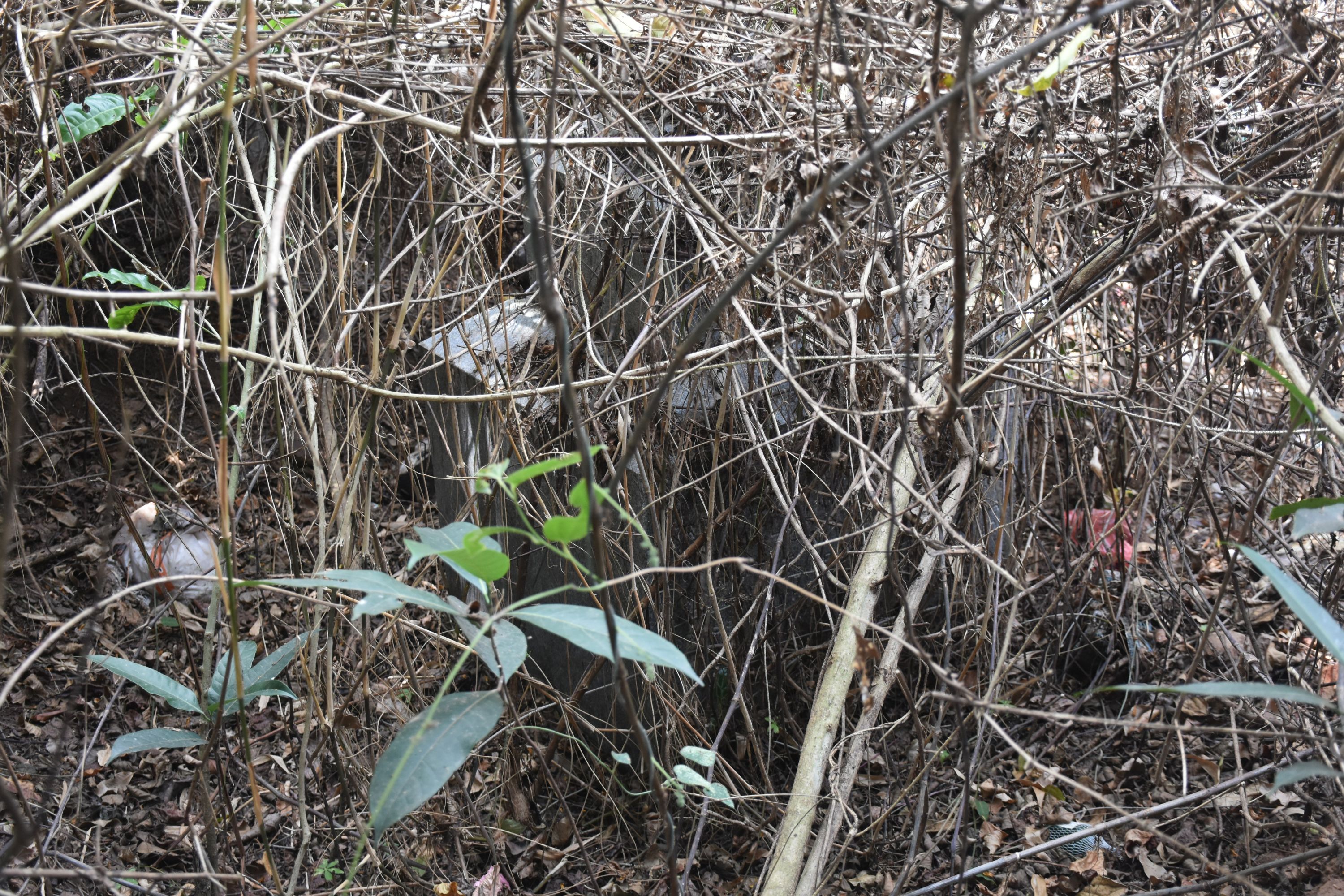 ಮಡಿಕೇರಿಯಲ್ಲಿ ಬ್ರಿಟಿಷರ ಗೋರಿಗಳಿರುವ ಪ್ರದೇಶದಲ್ಲಿ ಈಗ ಕಾಡುಗಿಡಗಳು ಬೆಳೆದಿದ್ದು ಪ್ರವೇಶಿಸಲು ಅಸಾಧ್ಯ ಎನಿಸಿದೆ