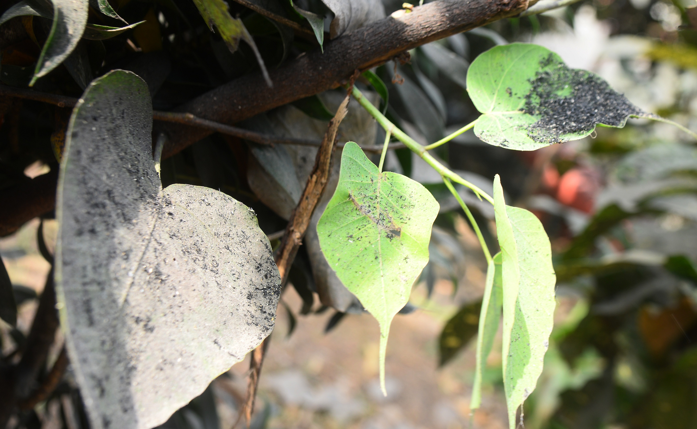 ಕೈಗಾರಿಕಾ ಪ್ರದೇಶದಲ್ಲಿನ ಗಿಡದ ಎಲೆಗಳ ಸ್ಥಿತಿ