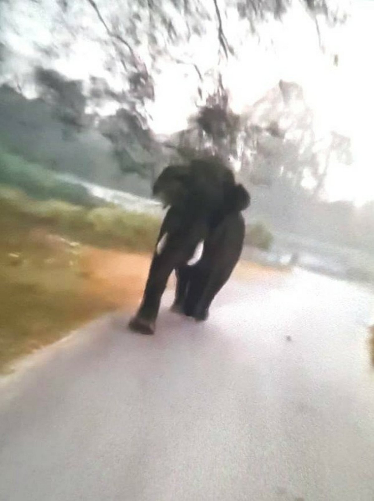 ಭದ್ರಾವತಿ: ಪ್ರವಾಸಿಗರ ವಾಹನ ಬೆನ್ನಟ್ಟಿದ ಕಾಡಾನೆ
