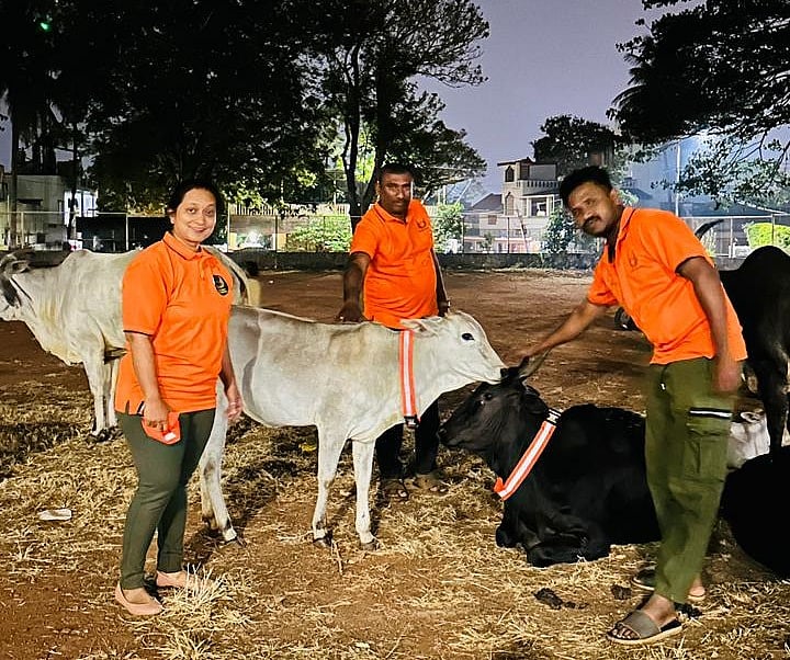 ಬೆಳಗಾವಿ: ಬಿಡಾಡಿ ದನಗಳಿಗೆ ‘ರಿಫ್ಲೆಕ್ಷನ್‌ ಬೆಲ್ಟ್‌’