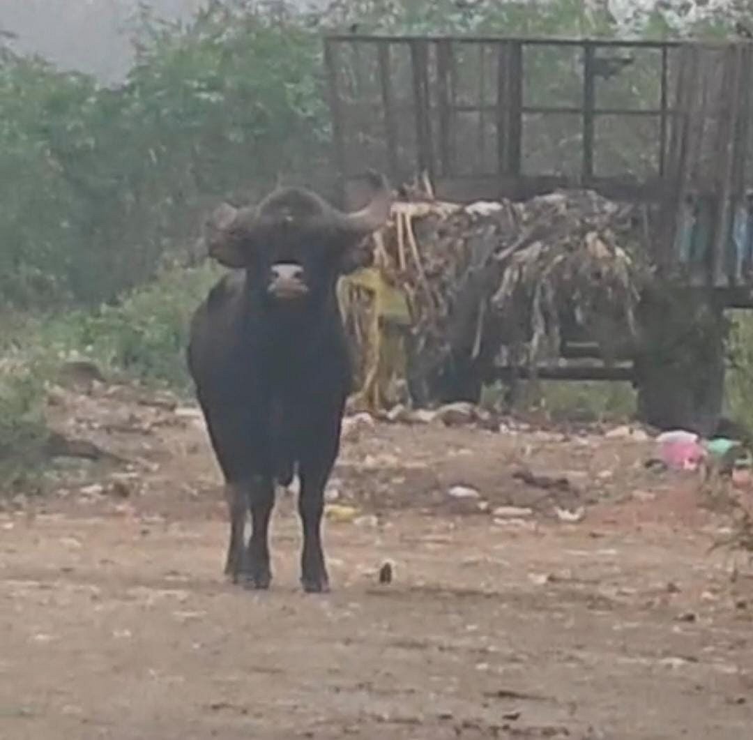 ಆನೇಕಲ್‌: ಸೆರೆಗೆ ಬಂದವರಿಗೆ ಗುದ್ದಿದ ಕಾಡೆಮ್ಮೆ