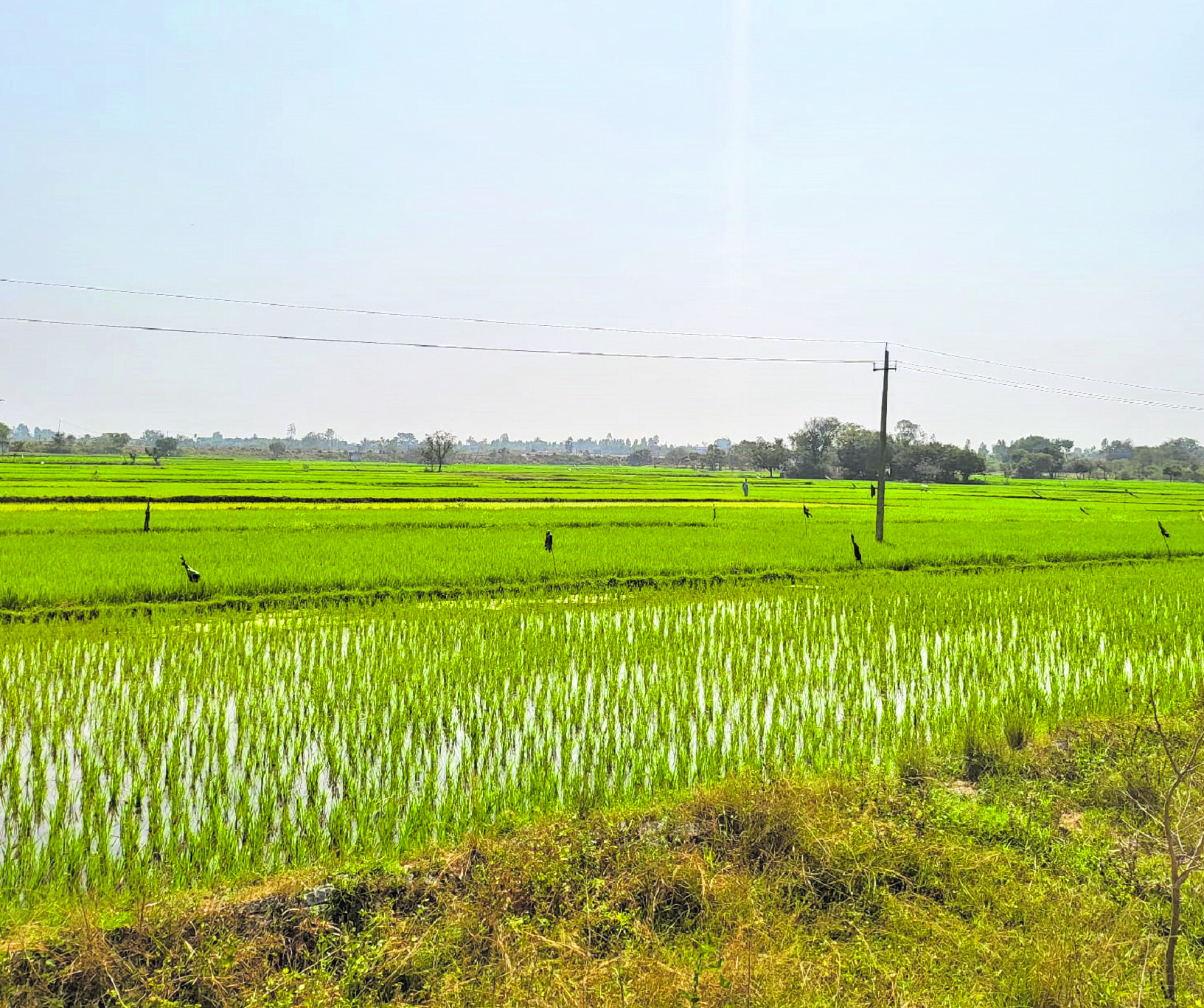ಕೆರೆ ಪುನಶ್ಚೇತನದ ಬಳಿಕ ನಳನಳಿಸುತ್ತಿರುವ ಭತ್ತದ ಗದ್ದೆ
