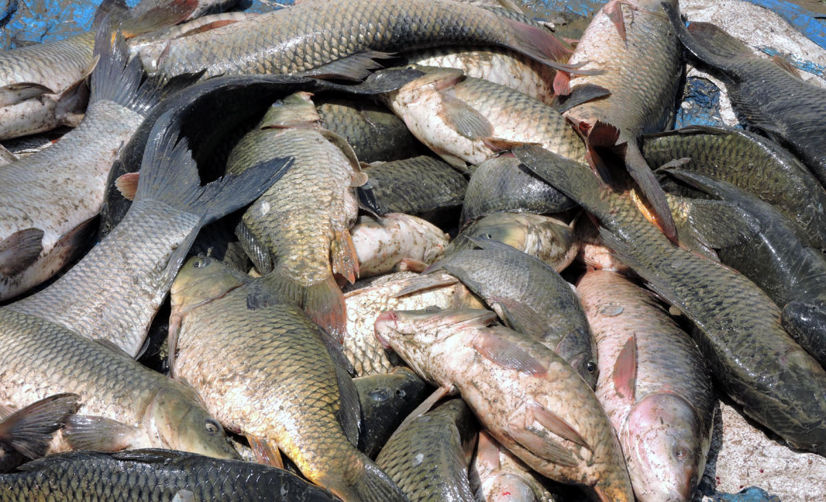 ಕಾಟ್ಲಾ ಮೀನು