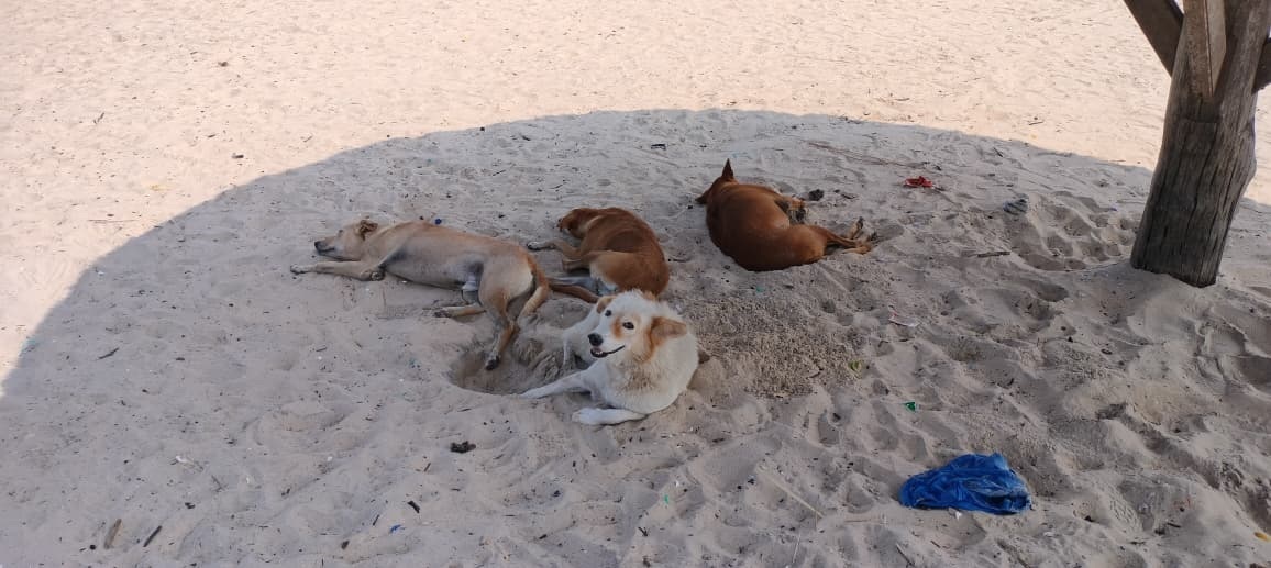 ಬೀಚ್‌ನಲ್ಲಿ ವಿಶ್ರಾಂತಿ ಪಡೆಯುತ್ತಿರುವ ಬೀದಿ ನಾಯಿಗಳು