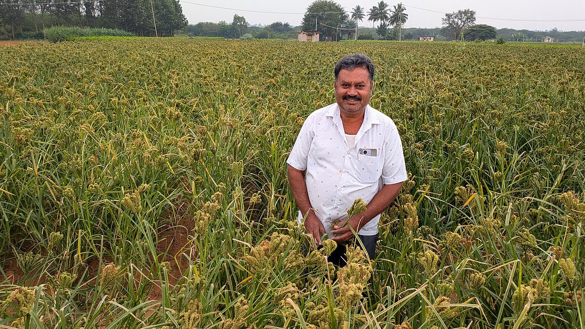 ಶಿಡ್ಲಘಟ್ಟ: ಗುಣಿ ಪದ್ಧತಿಯಲ್ಲಿ ರಾಗಿ; ಉತ್ಕೃಷ್ಟ ಫಸಲು..