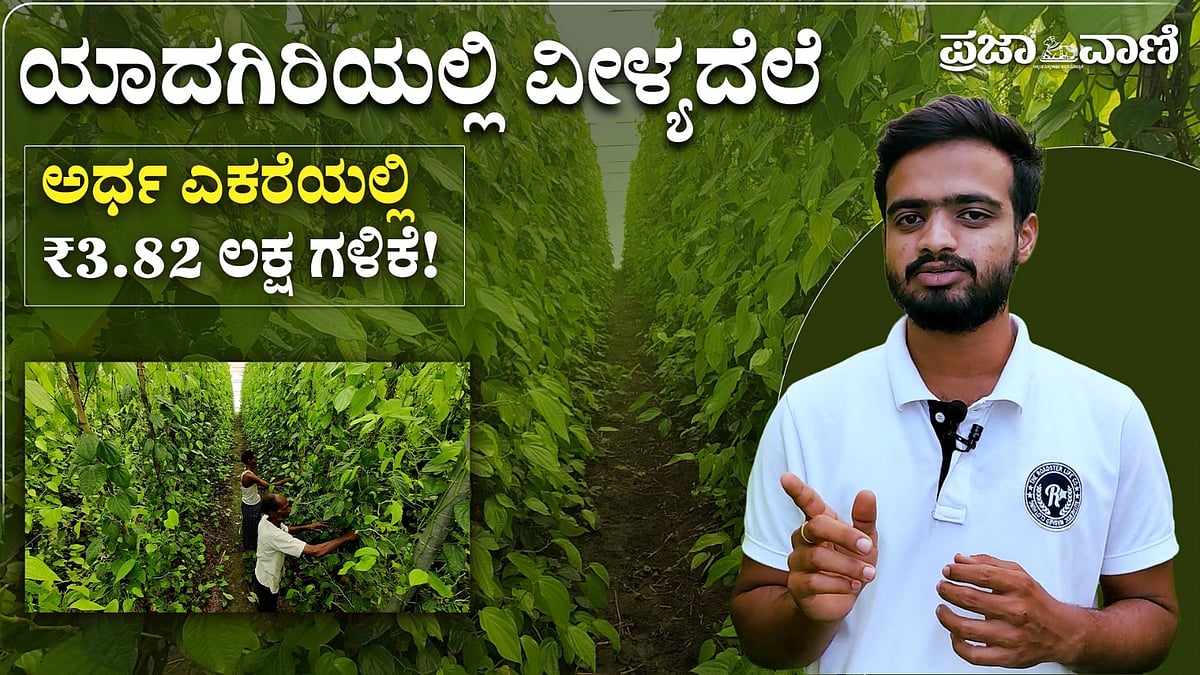 VIDEO: 365 ದಿನವೂ ಆದಾಯ ಕೊಡುವ ವೀಳ್ಯದೆಲೆ ಕೃಷಿ–ಯಾದಗಿರಿಯ ಪ್ರಗತಿಪರ ರೈತನ ಕಥೆ