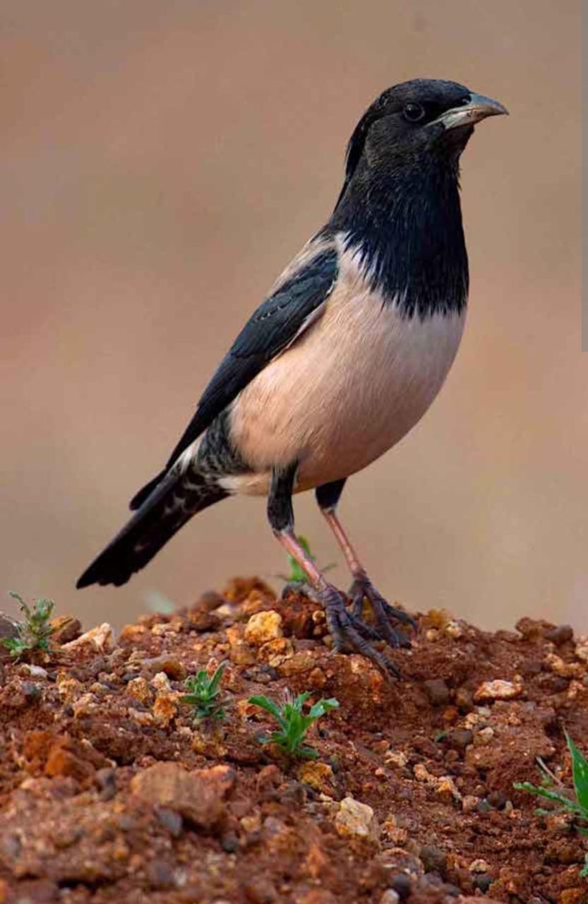 ರೋಸಿ ಸ್ಟಾರ್ಲಿಂಗ್