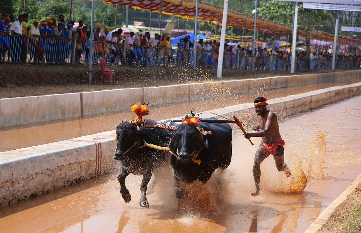ಕಂಬಳದಲ್ಲಿ ಗೆದ್ದ ಕೋಣಗಳನ್ನು ಸಾಕಿದ ಮುಸ್ಲಿಂ ವ್ಯಕ್ತಿಗೆ ಬೆದರಿಕೆ: ಇಬ್ಬರ ಬಂಧನ
