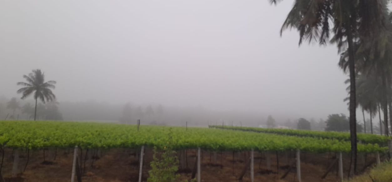 ದಿತ್ವಾ ಚಂಡಮಾರುತದಿಂದ ತುಂತುರು ಮಳೆ ಮೋಡದಲ್ಲಿ ಮಸುಕು