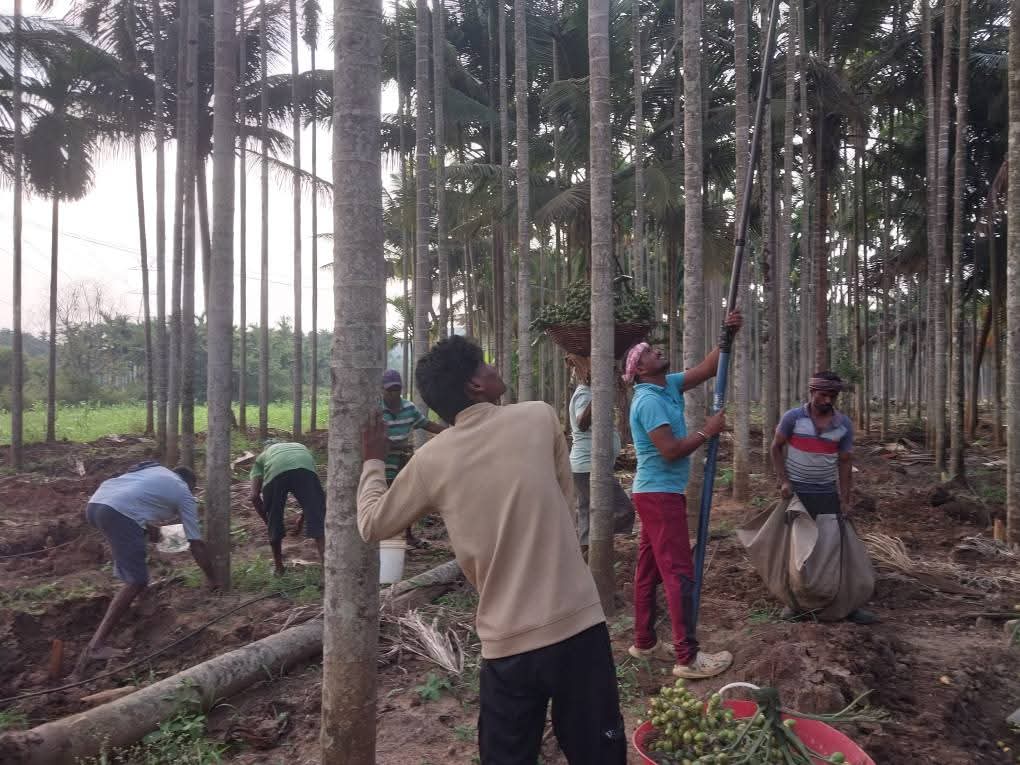 ಅಡಿಕೆ ಕೊಯ್ಲಿನಲ್ಲಿ ತೊಡಗಿರುವ ಕಾರ್ಮಿಕರು