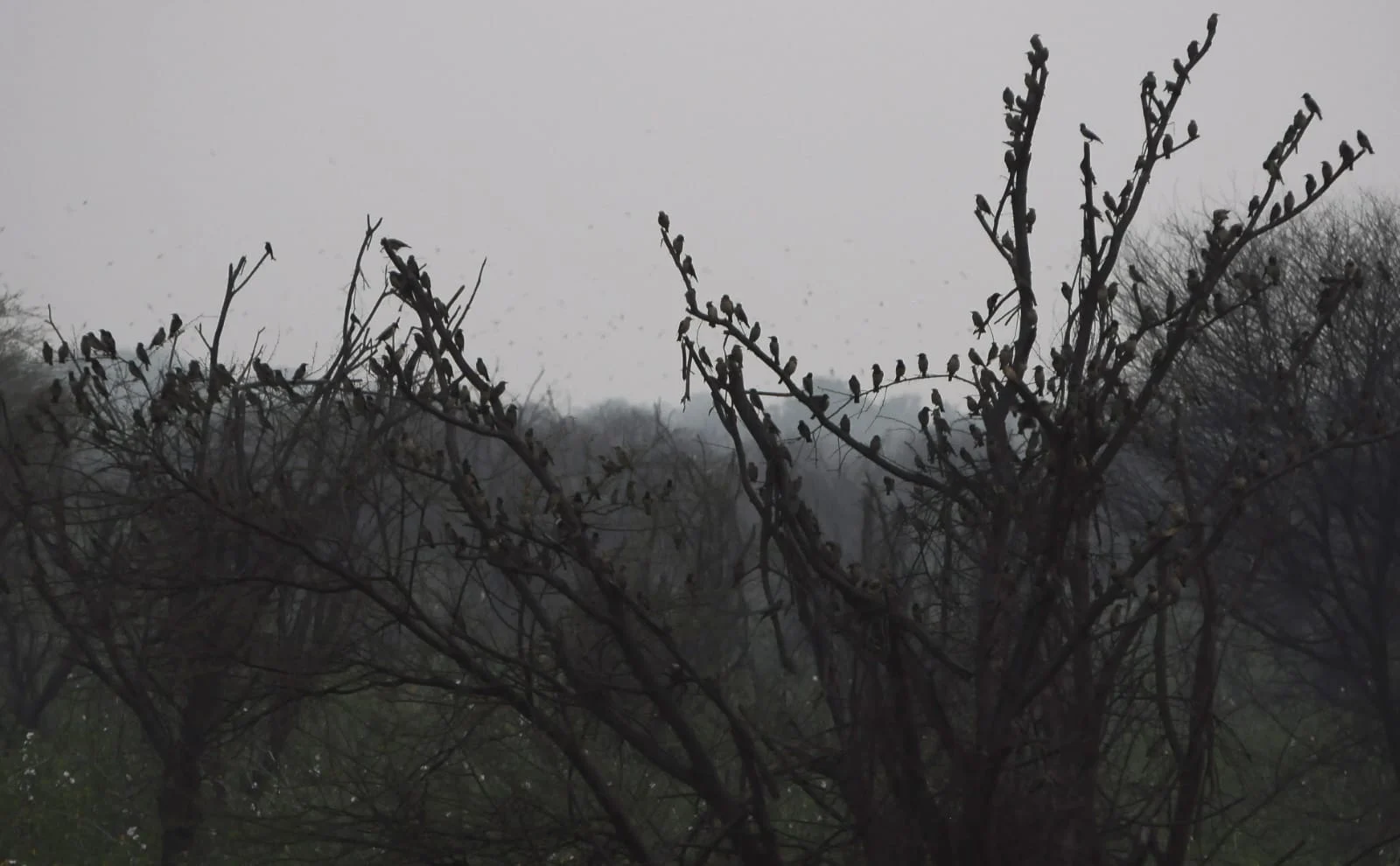 ಹಗರಿಬೊಮ್ಮನಹಳ್ಳಿ ತಾಲ್ಲೂಕಿನ ಚಿಂತ್ರಪಳ್ಳಿ ಕೆರೆ ದಡದ ಗಿಡಗಳಲ್ಲಿ ವಿಶ್ರಮಿಸುತ್ತಿರುವ ರೋಸಿ ಸ್ಟಾರ್ಲಿಂಗ್ ಹಕ್ಕಿಗಳು 