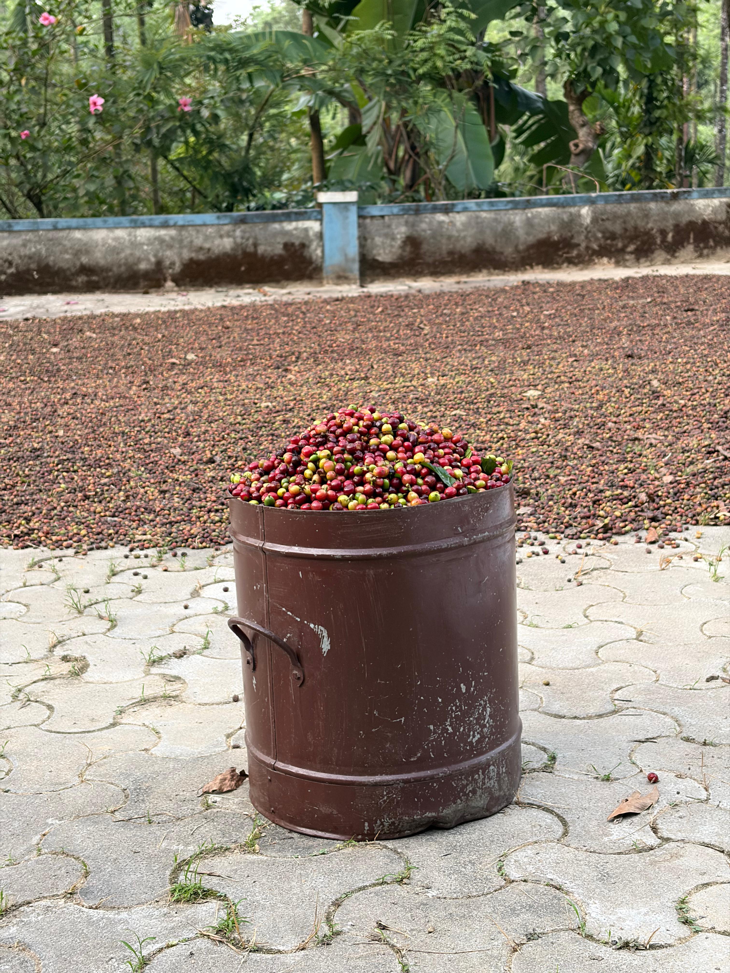 ಕಾಫಿ ಹಣ್ಣು ಅಳತೆ ಮಾಡುವ ಬುಶಲ್
