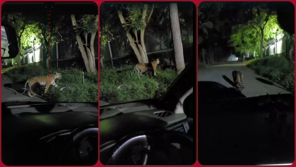 ಮೈಸೂರು: ಬೆಮೆಲ್ ಆವರಣದಲ್ಲಿ ಅಡ್ಡಾಡಿದ ಹುಲಿ