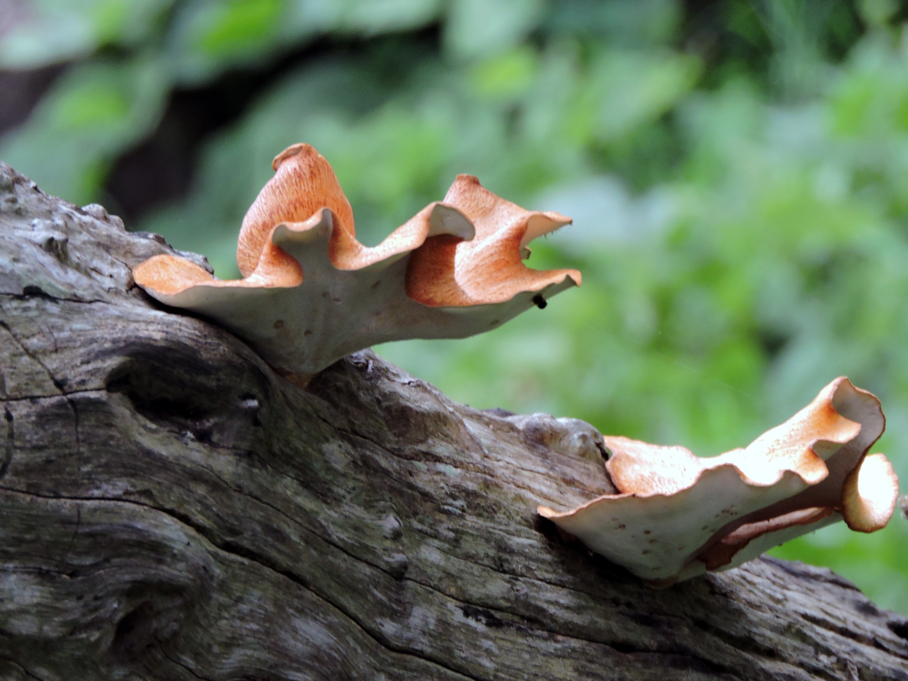 ಹಳದಿ ಬಣ್ಣದ ಬೆಟ್ಟದ ಅಣಬೆ