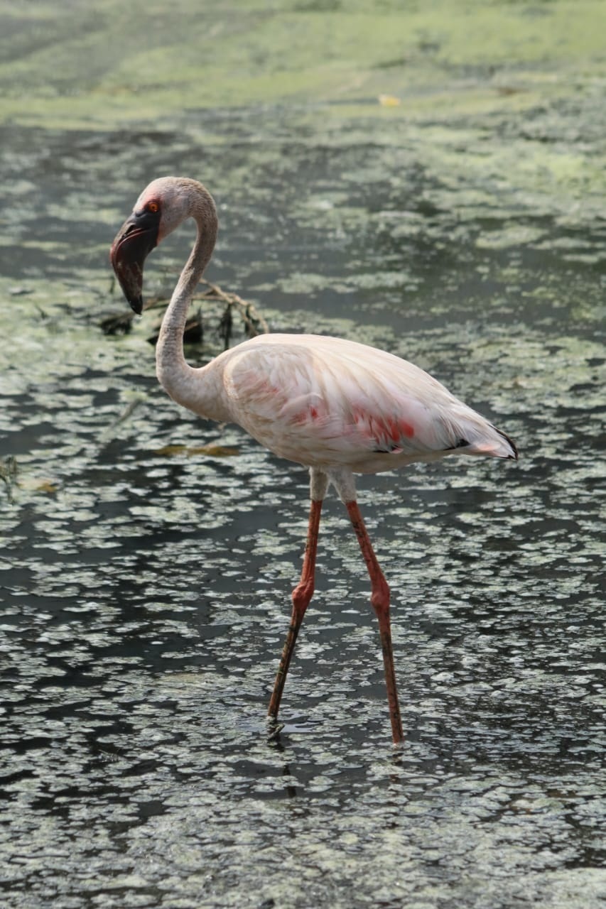 ಮಲ್ಪೆಯಲ್ಲಿ ಕಾಣಸಿಕ್ಕಿದ್ದ ಲೆಸ್ಸರ್‌ ಫ್ಲೆಮಿಂಗೊ