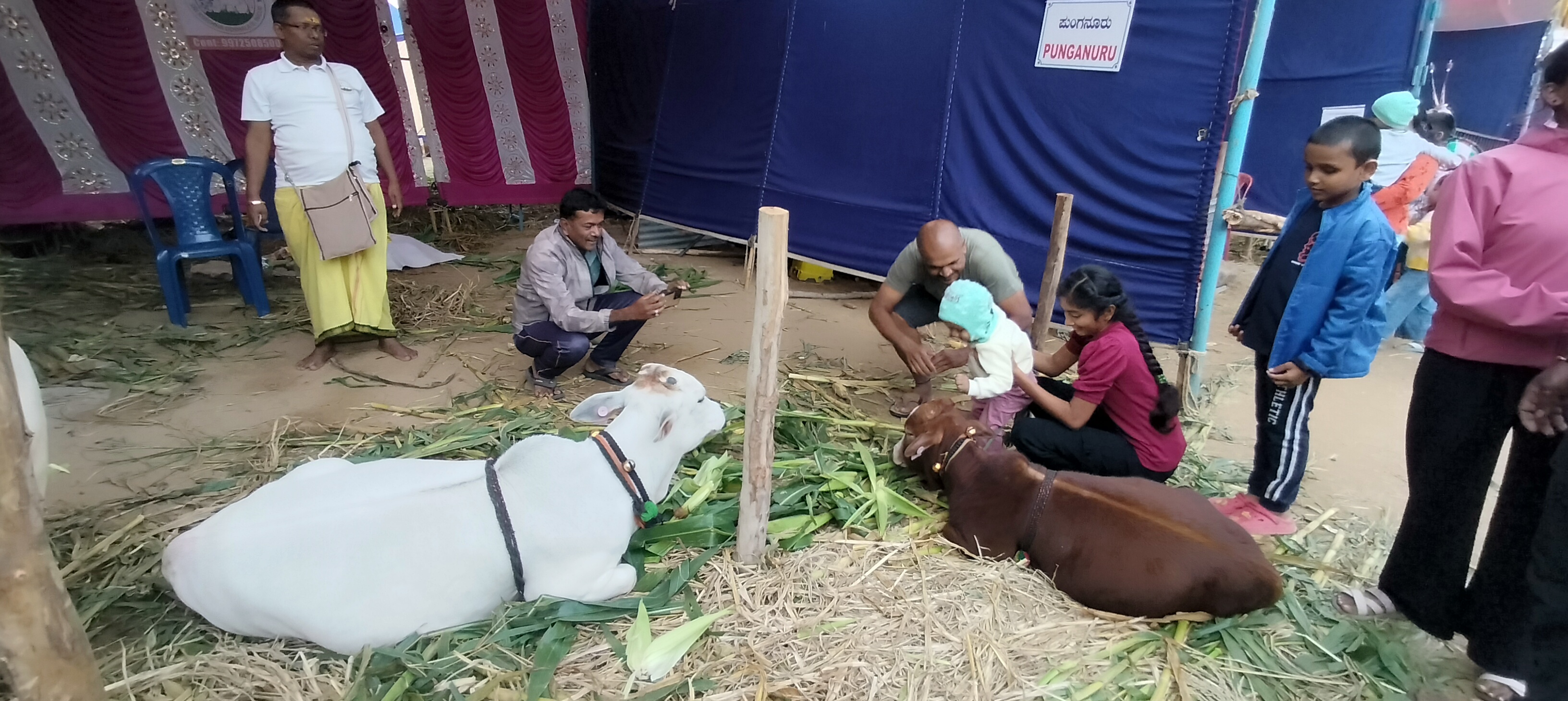 ಕರುಗಳೊಂದಿಗೆ ಪೋಟೊ ಕ್ಲಿಕಿಸಿಕೊಂಡ ಜನರು