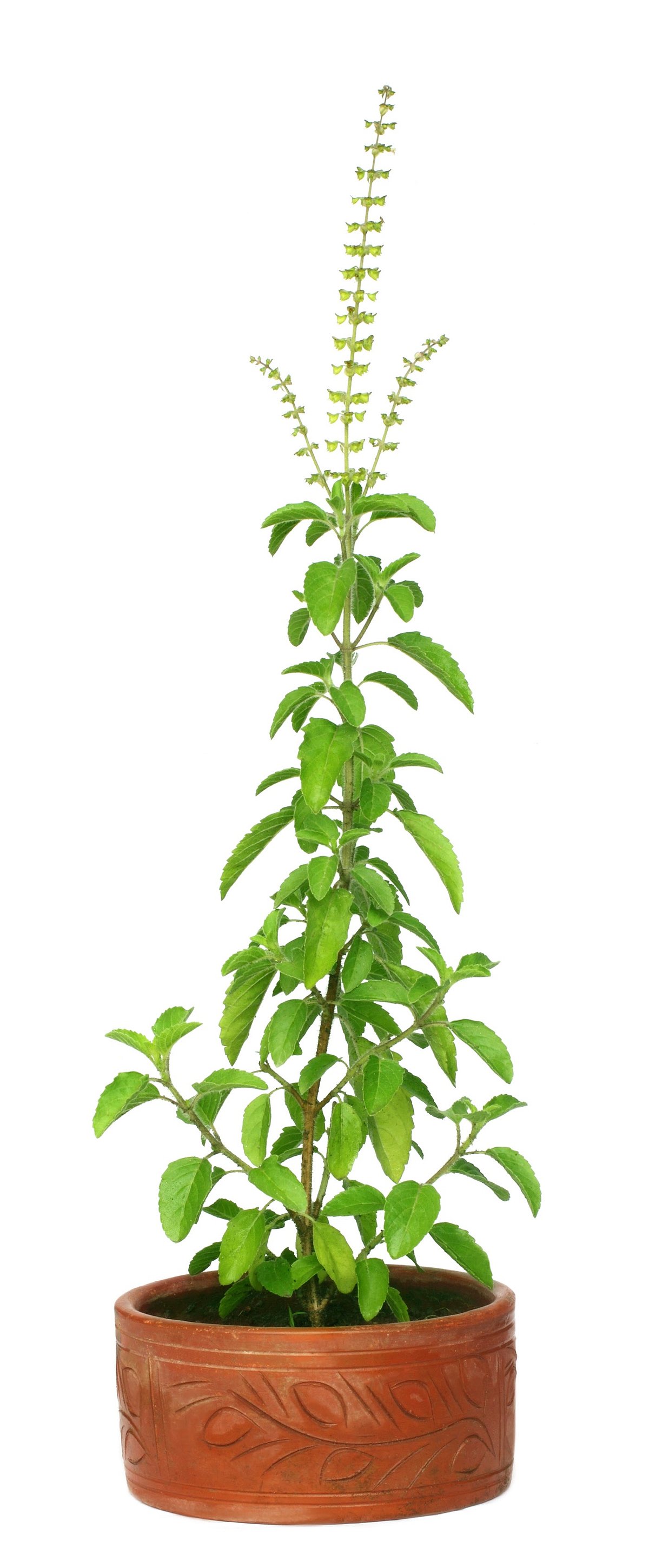 ಈ ತಪ್ಪುಗಳನ್ನು ನಿಯಂತ್ರಿಸಿದರೆ ತುಳಸಿ ಪೂಜಾ ಫಲ ನಿಮ್ಮದಾಗುತ್ತೆ