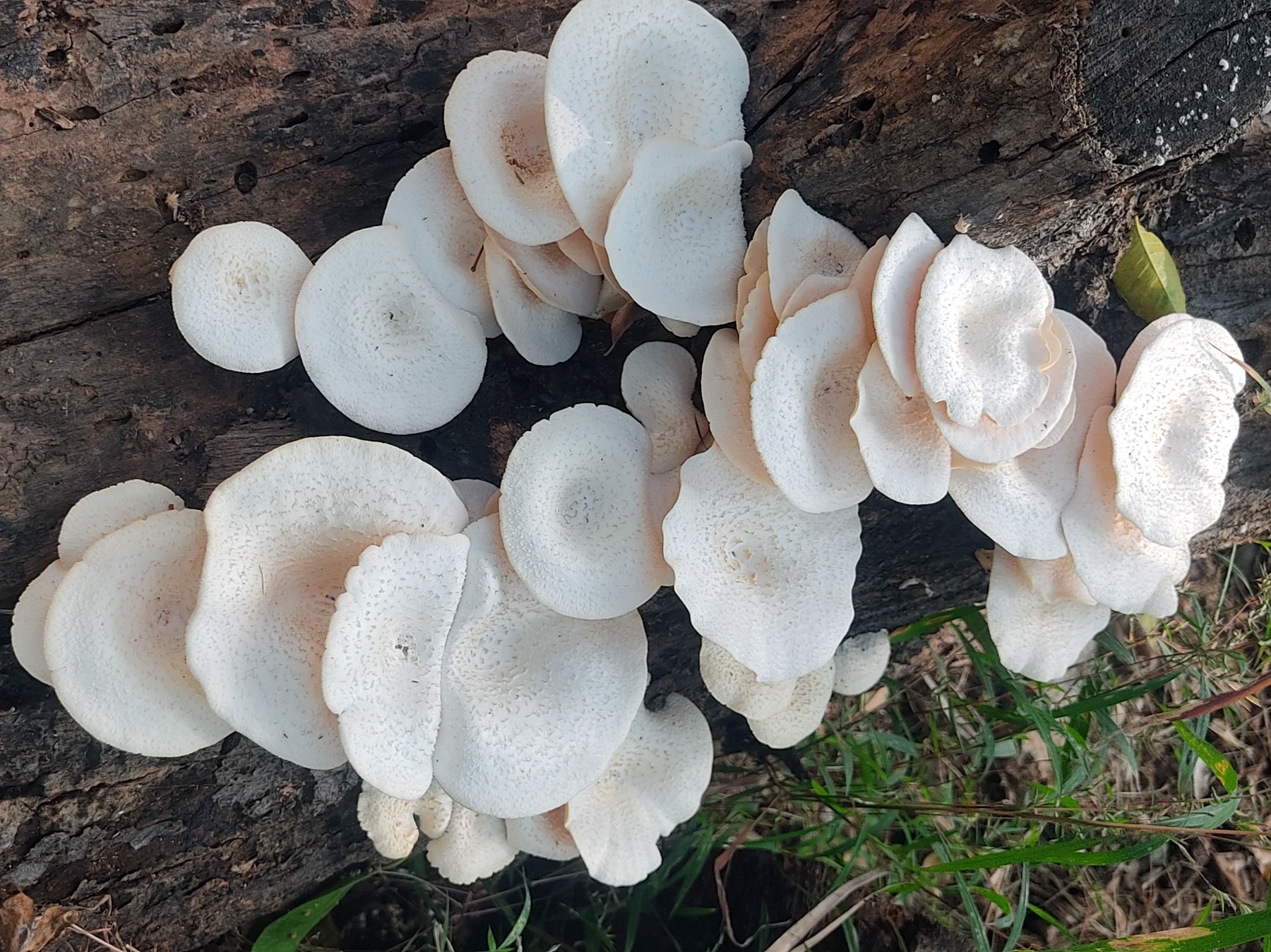 ಸಣ್ಣ ಅಣಬೆಗಳು ಅರಳಿರುವುದು