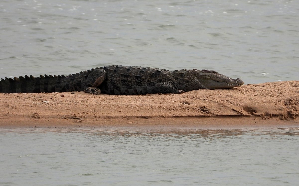 ಮದ್ಲಾಪುರ: ನದಿ ದಡದಲ್ಲಿ ಮೊಸಳೆ ಪ್ರತ್ಯಕ್ಷ 