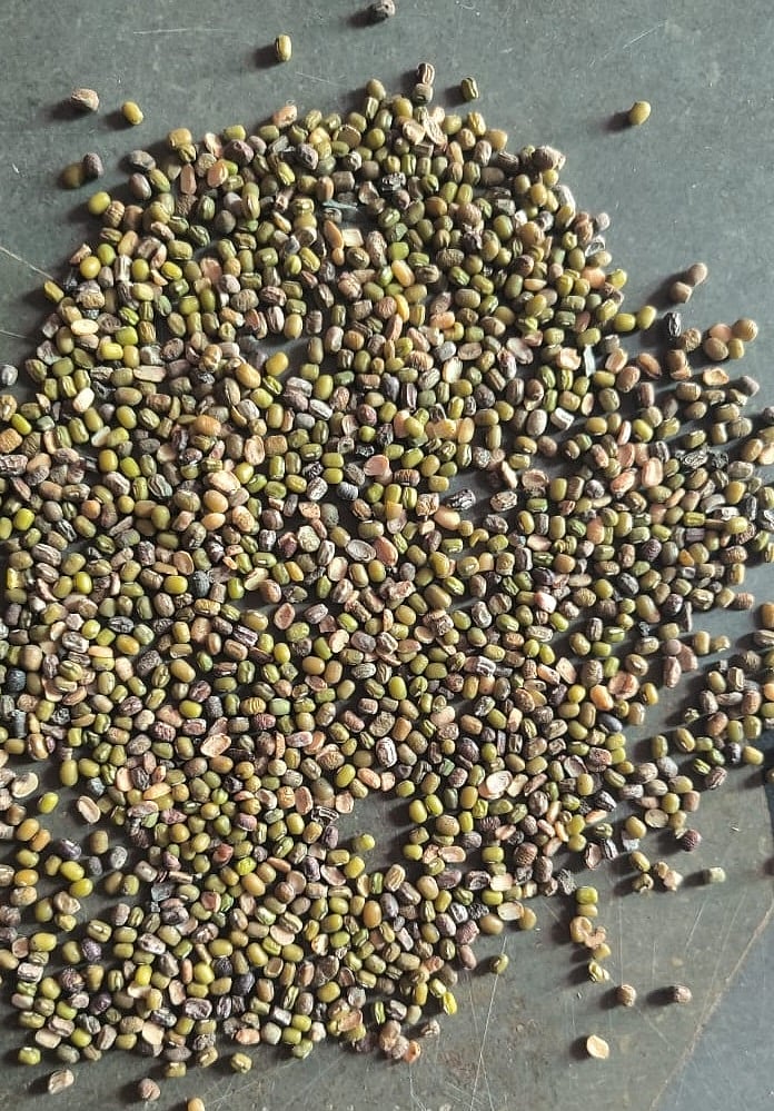 ಬೆಳಗಾವಿ | ಗುಣಮಟ್ಟದ ನೆಪ: ಹೆಸರುಕಾಳು ಖರೀದಿಗೆ ಹಿಂದೇಟು