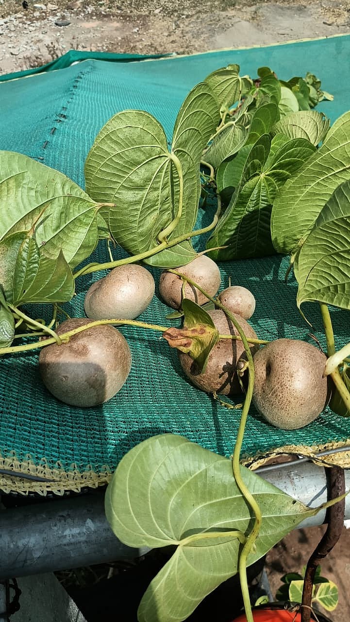 ಮಹಾಲಿಂಗಪುರ: ಗಮನಸೆಳೆದ ಬಳ್ಳಿ ಆಲೂಗಡ್ಡೆ