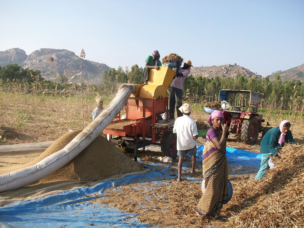 ರಾಗಿ ಖರೀದಿ ಕೇಂದ್ರ: 607 ರೈತರಿಂದ ನೋಂದಣಿ