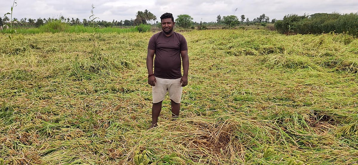 ಚಿಕ್ಕಬಳ್ಳಾಪುರ | ನೆಲಕ್ಕೊರಗಿದ ರಾಗಿ: ಬೆಳೆ ಮಣ್ಣು ಪಾಲಾಗುವ ಆತಂಕ