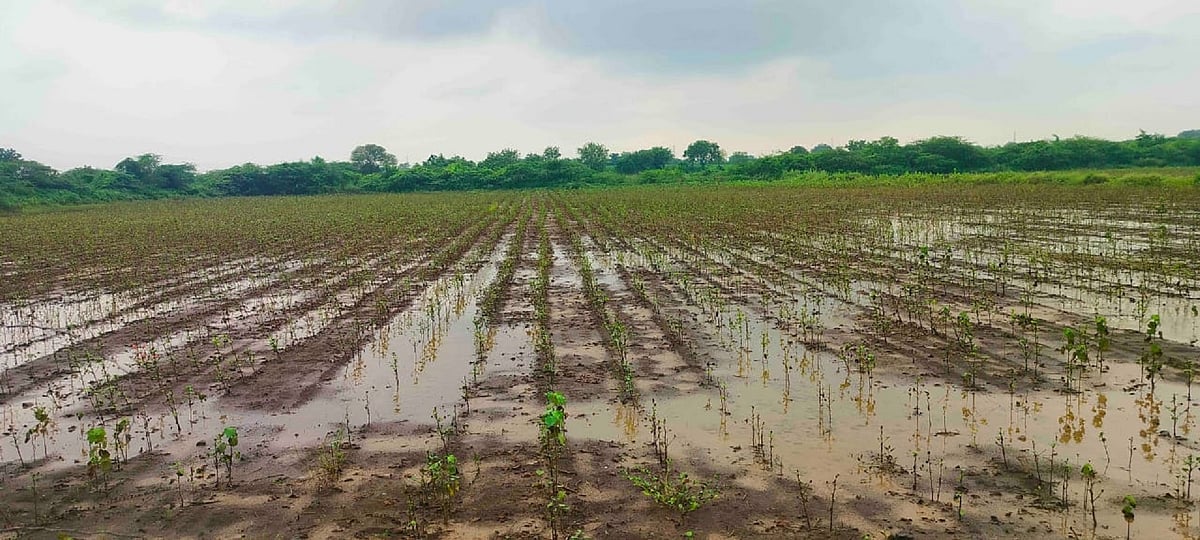 ಕಲಬುರಗಿ | ಬೆಳೆಹಾನಿ: ರೈತರಿಗೆ ತಲುಪದ ಪೂರ್ಣ ಪರಿಹಾರ