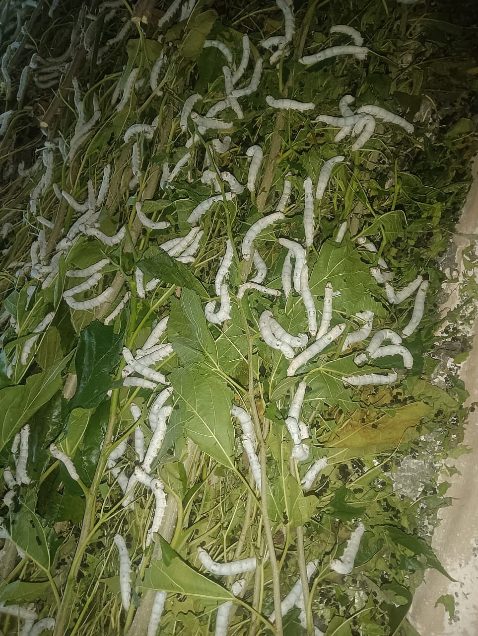 ರೇಷ್ಮೆ ಕೃಷಿ | ಗ್ರಾಮೀಣರ ಬದುಕು ಸಬಲೀಕರಣ: ಆರ್.ಗಿರೀಶ್