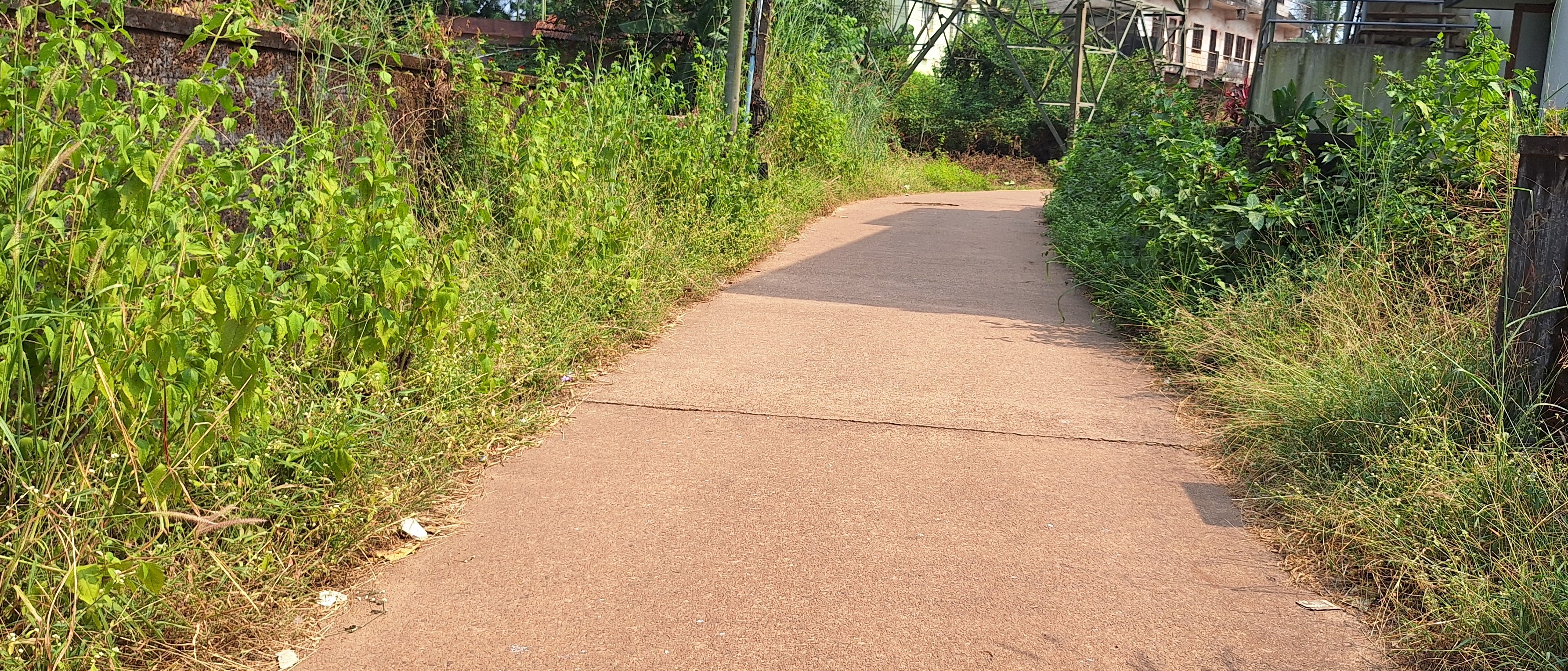 ವಾಮಂಜೂರಿನ ಒಳರಸ್ತೆಯ ಬದಿಯಲ್ಲಿ ಹುಲ್ಲು ಬೆಳೆದಿರುವುದು
