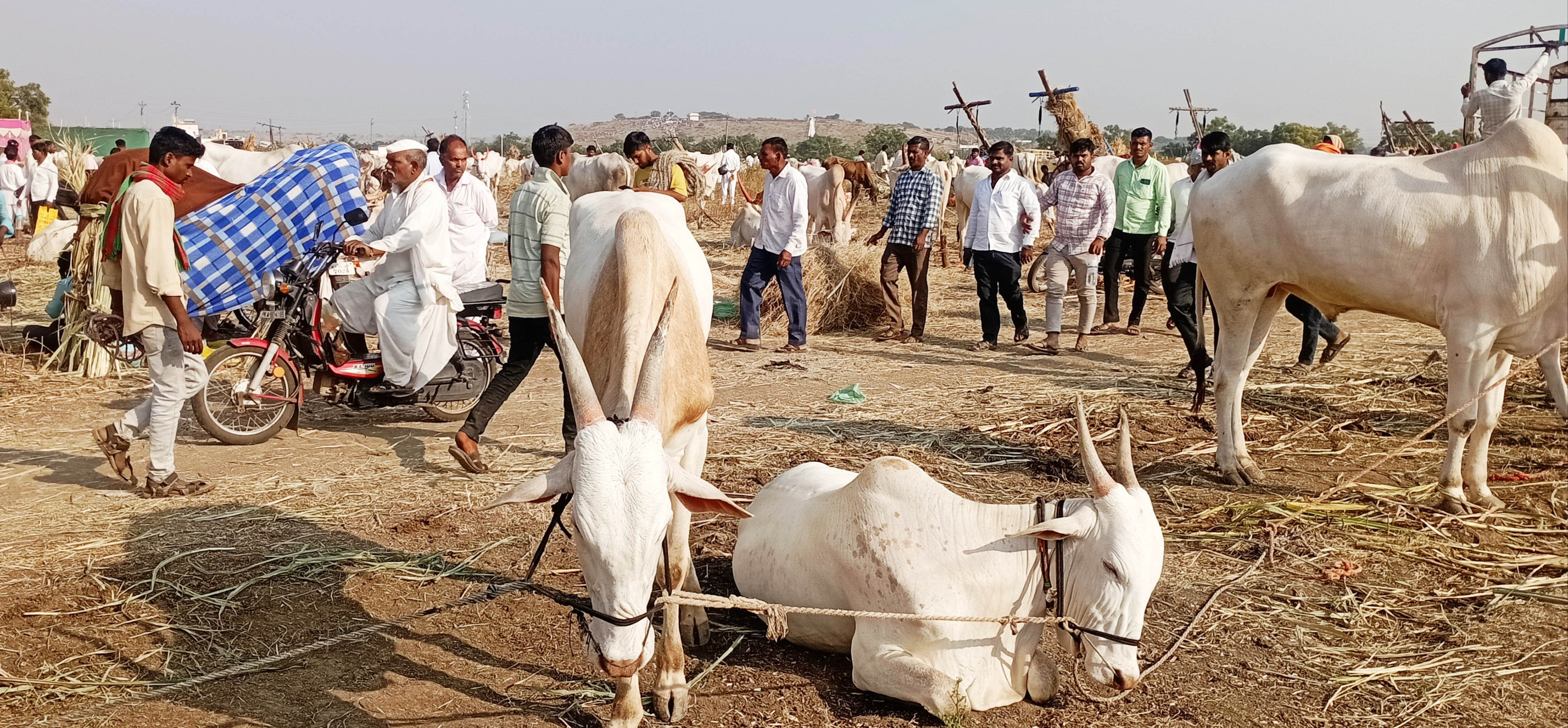 ಹೊರ್ತಿಯ ರೇವಣಸಿದ್ಧೇಶ್ವರ ಜಾನುವಾರು ಜಾತ್ರೆಯಲ್ಲಿ ಜಾನುವಾರು ಮಾರಾಟ ಮತ್ತು ಪ್ರದರ್ಶನದಲ್ಲಿ ಸೇರಿದ್ದ ಜಾನುವಾರುಗಳು
